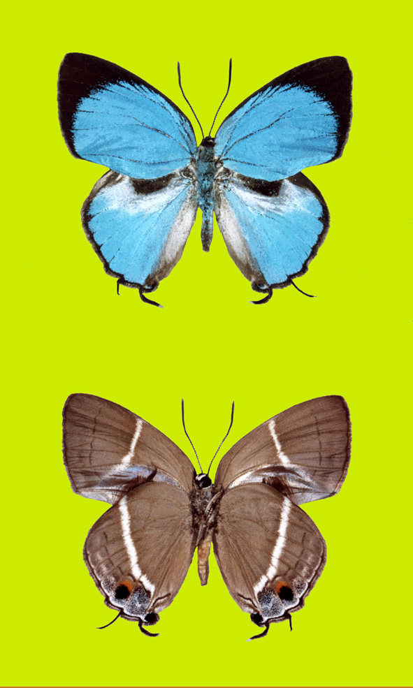 flamnego-vs - Apostas no Brasil